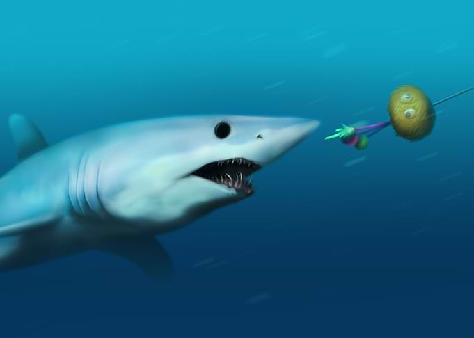 Mako