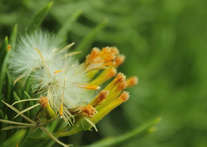 Flower Blow