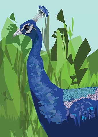peacock