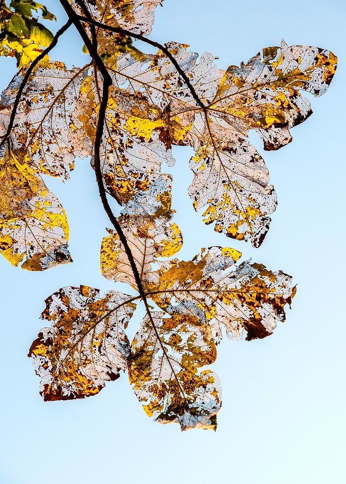 Leaves