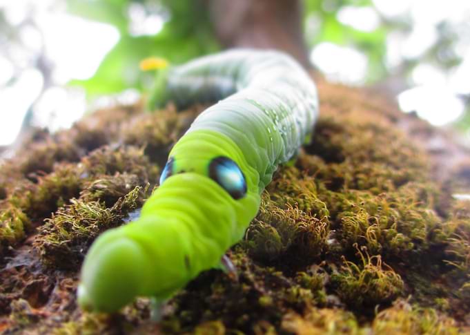 The Greenwich Caterpillar