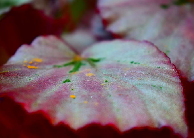 closeup pic of a nice leaf
