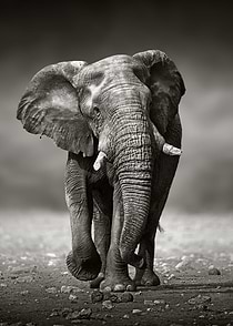African Elephant