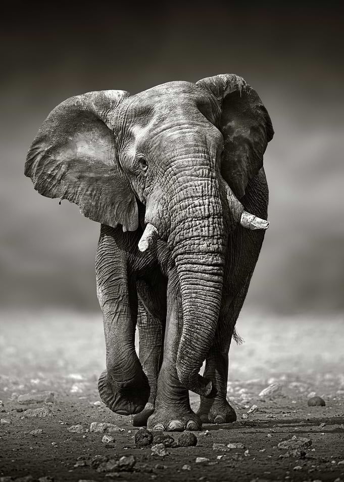 African Elephant