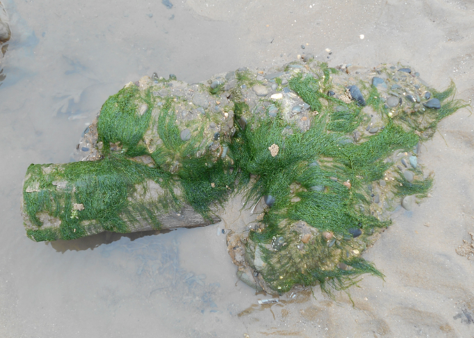 Sea Weed Rock. Talacre.