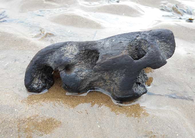 Drift Wood Talacre Beach