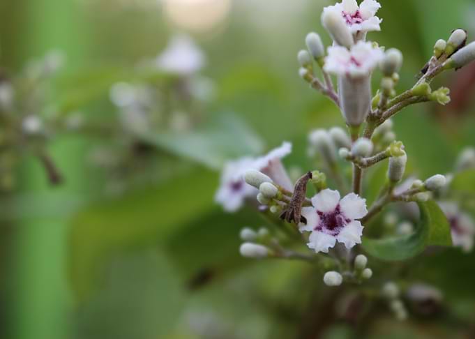 whiteflower