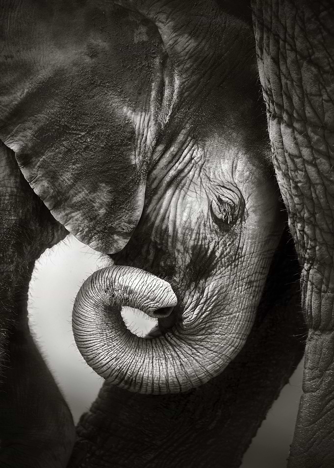 African Elephant Calf
