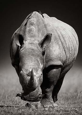 White Rhinoceros