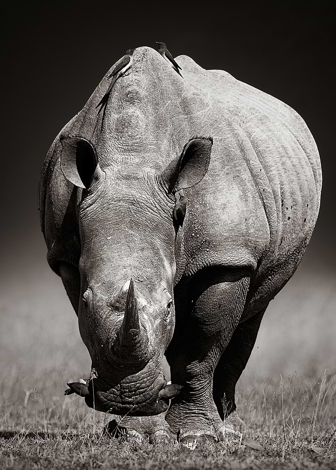 White Rhinoceros