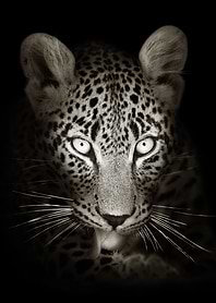 african leopard