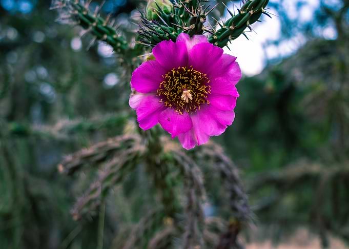 Cactus Flower