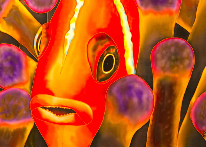 Paradise clownfish