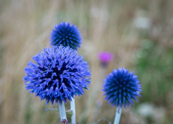 Thistle flowers in bloom