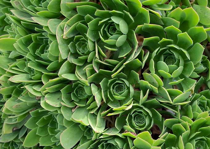 Aeonium
