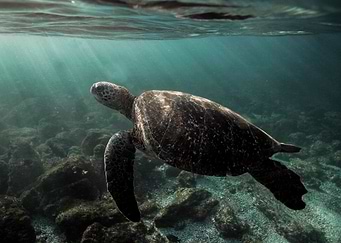 Galapagos green sea turtle