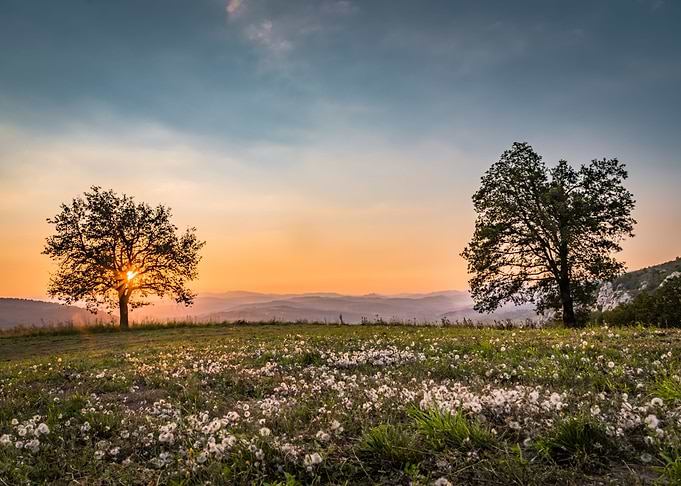 Dandelion sunset