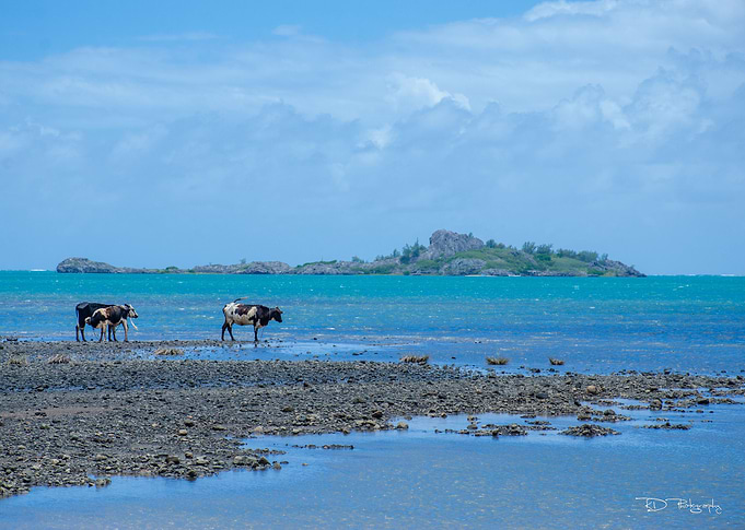 Cows at Sea