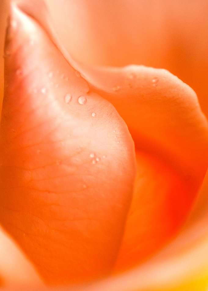 Water Droplets On petals 6