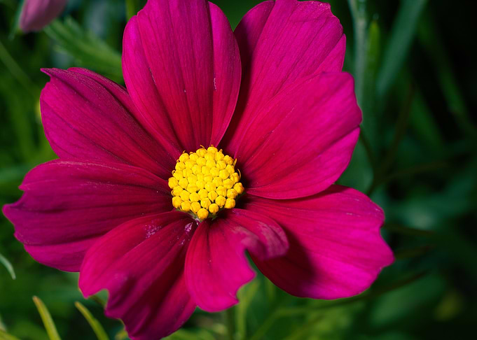 A Red Flower