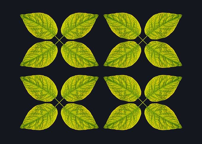 four by four fresh leaves