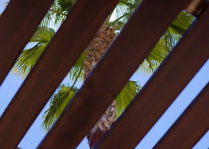 Palm Tree