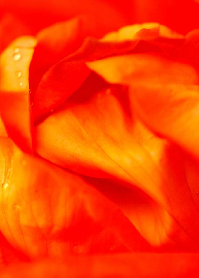 Water Droplets On petals 2