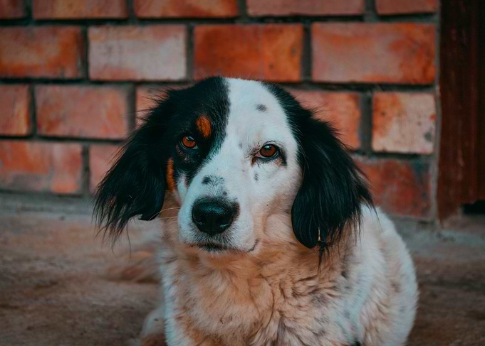 Buddy