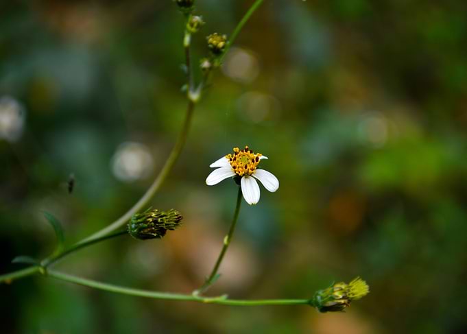 Floral