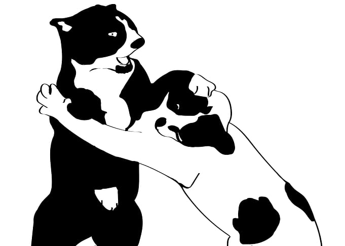 MOM! The cats are fighting