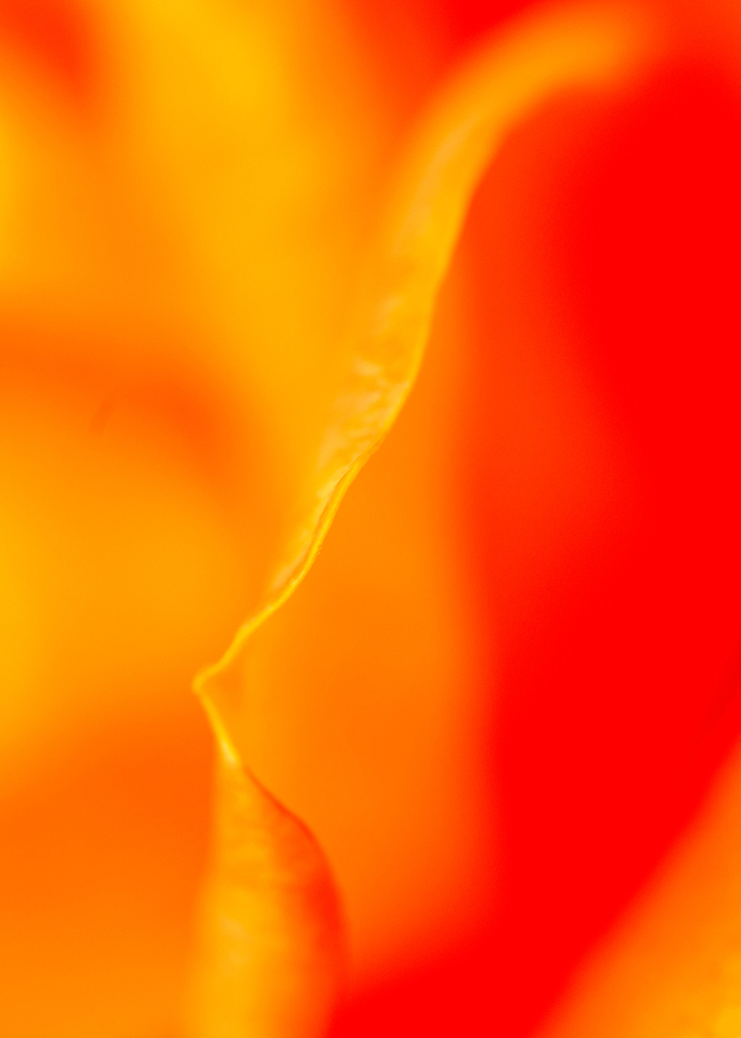 Water Droplets On petals 3