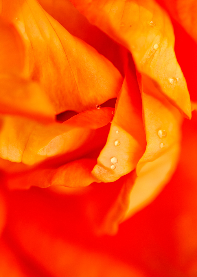 Water Droplets On petals