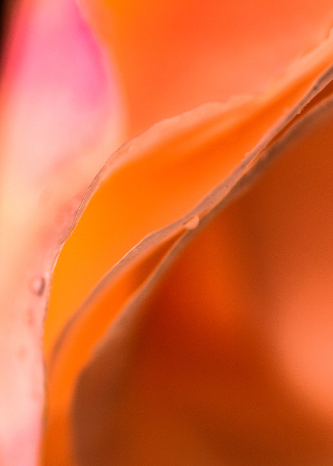 Water Droplets On petals 8