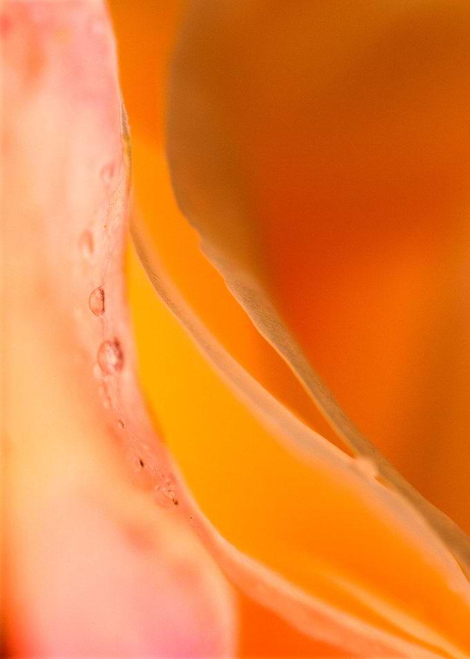 Water Droplets On petals 7