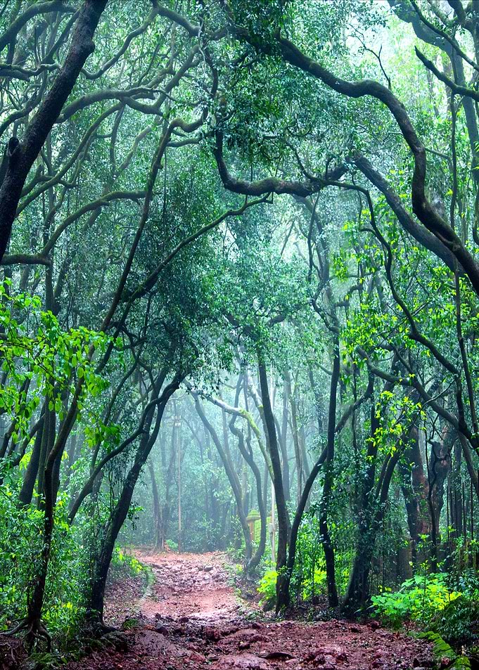 Tree Tunnel