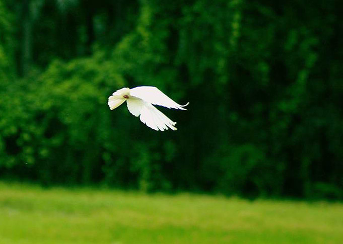 The Flight