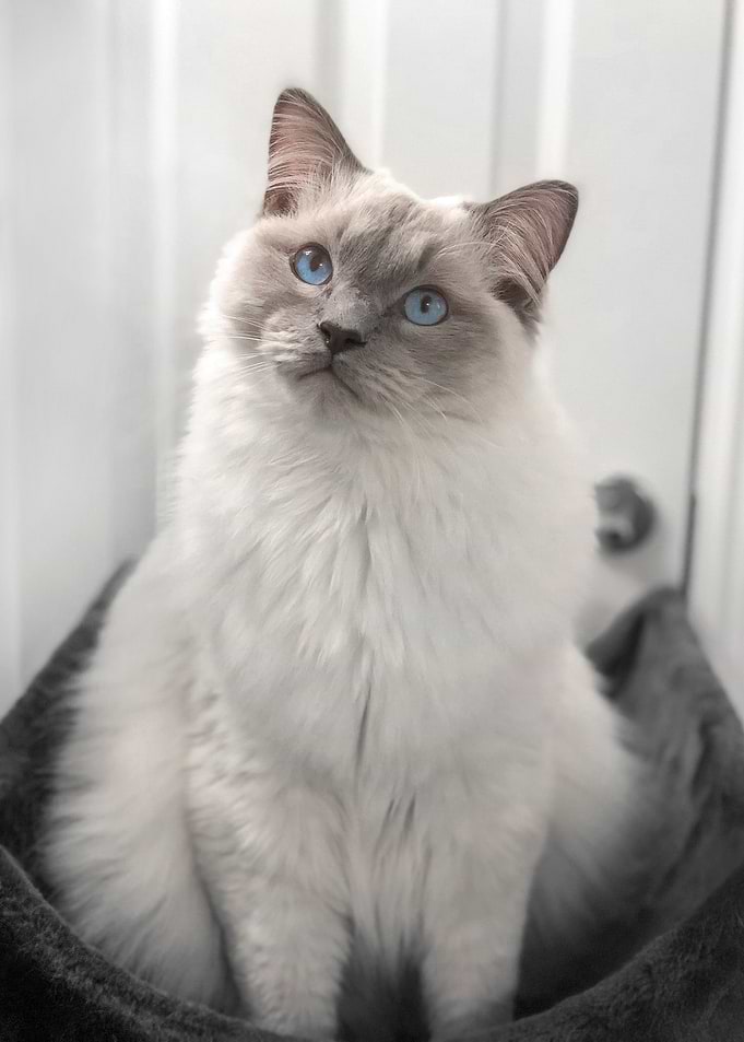 Kai Lilac Portrait