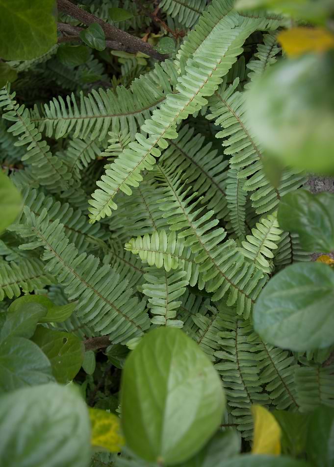 Green & Nature