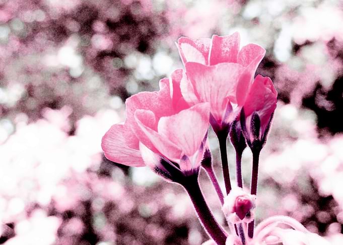 Pink Bokeh Flowers