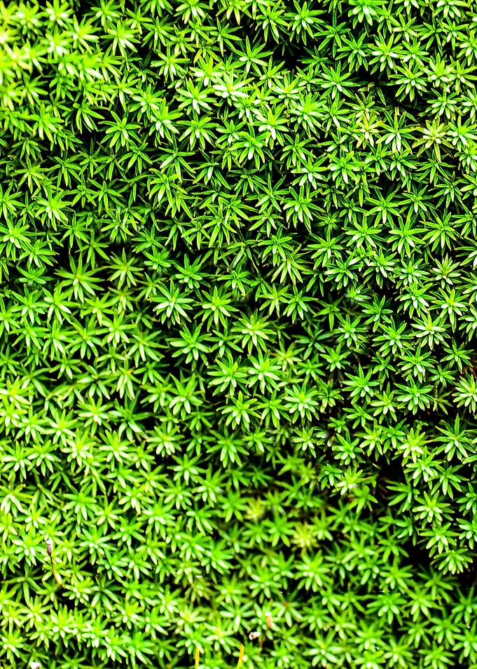 Natural pattern