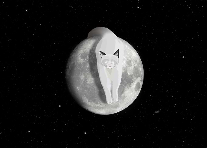 Satelite Cat