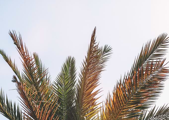 Coconut Grove