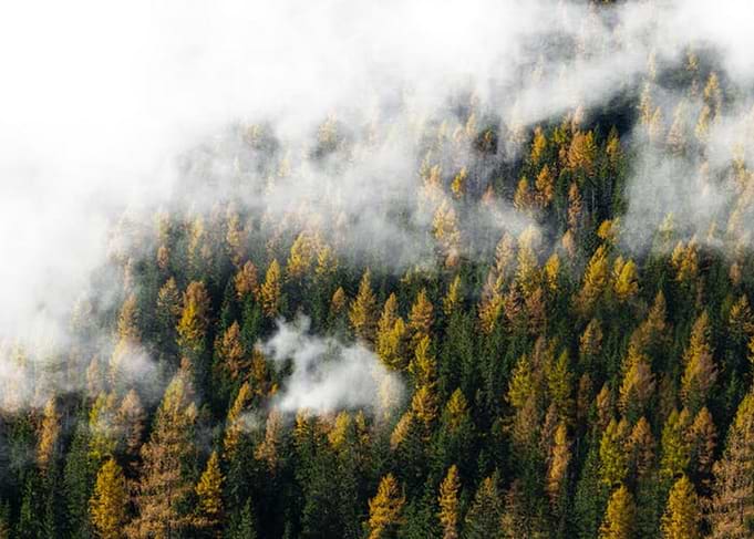 Forest by Mist