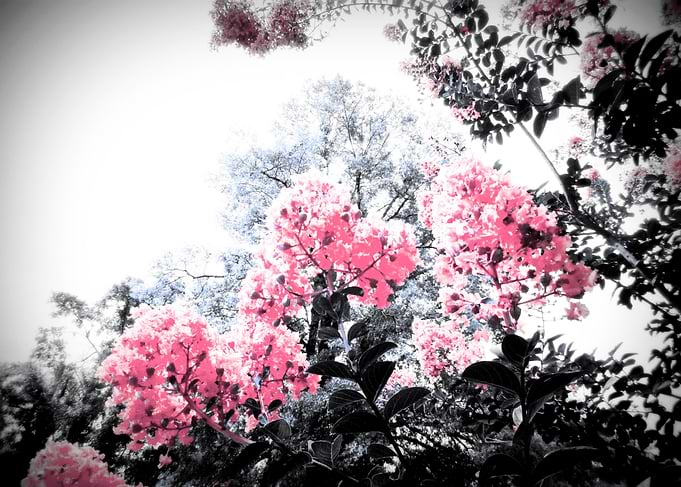 Pop of Color Flowers Pink
