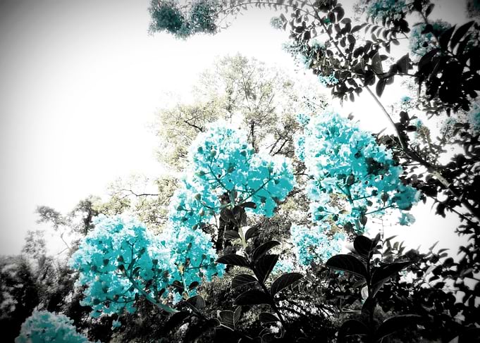 Pop of Color Floral Aqua