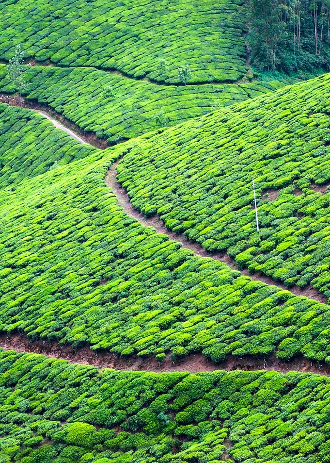 Tea Plantation