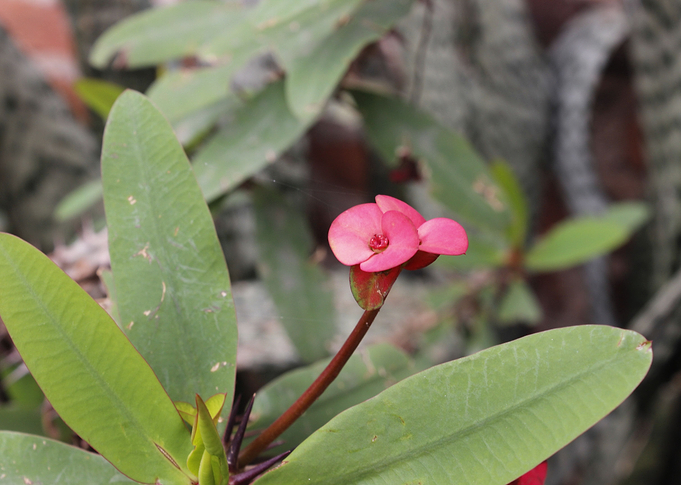 Flora