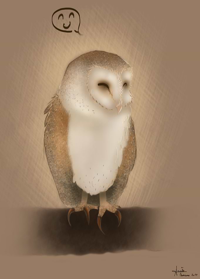 Barn owl.