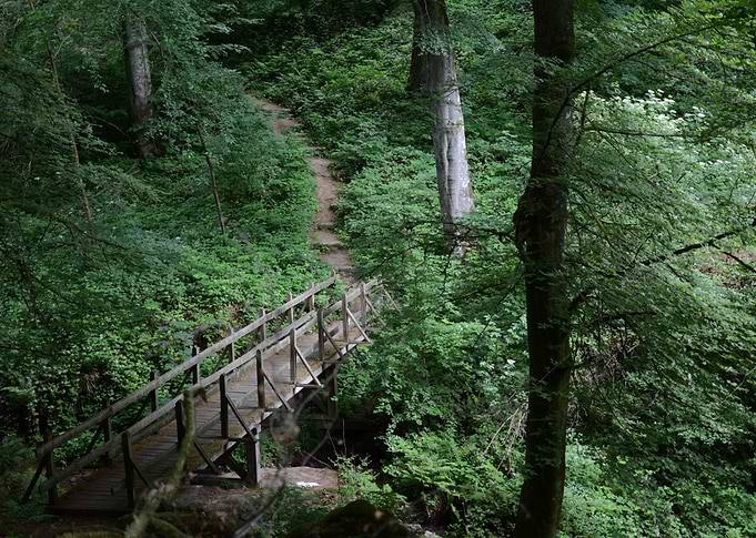 Little forest bridge