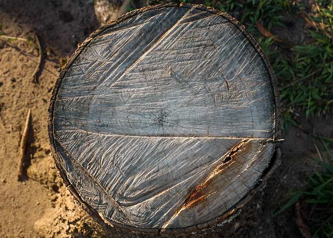 Cut Wood in Beach